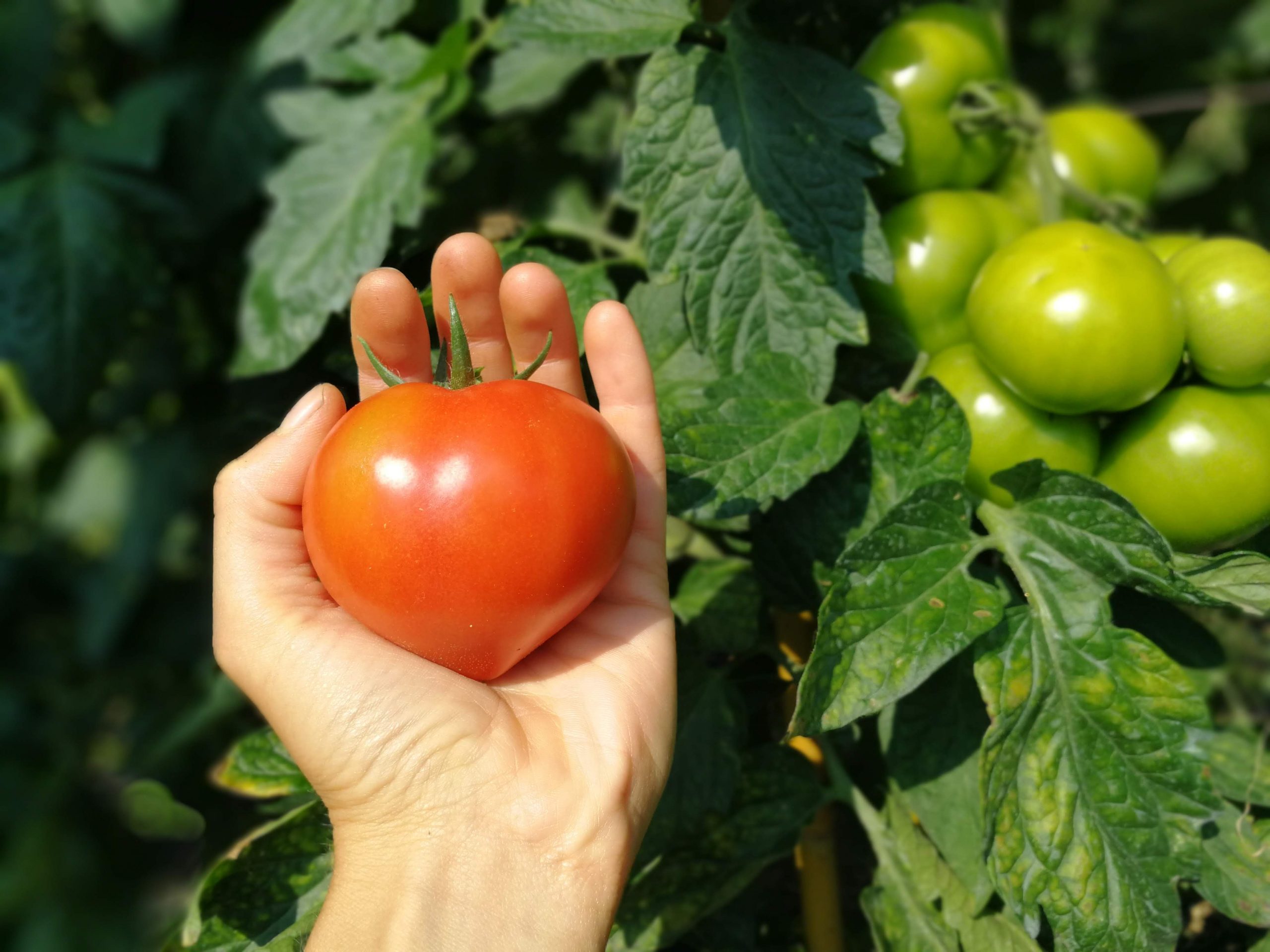 Ode al pomodoro – Villa Rizzi