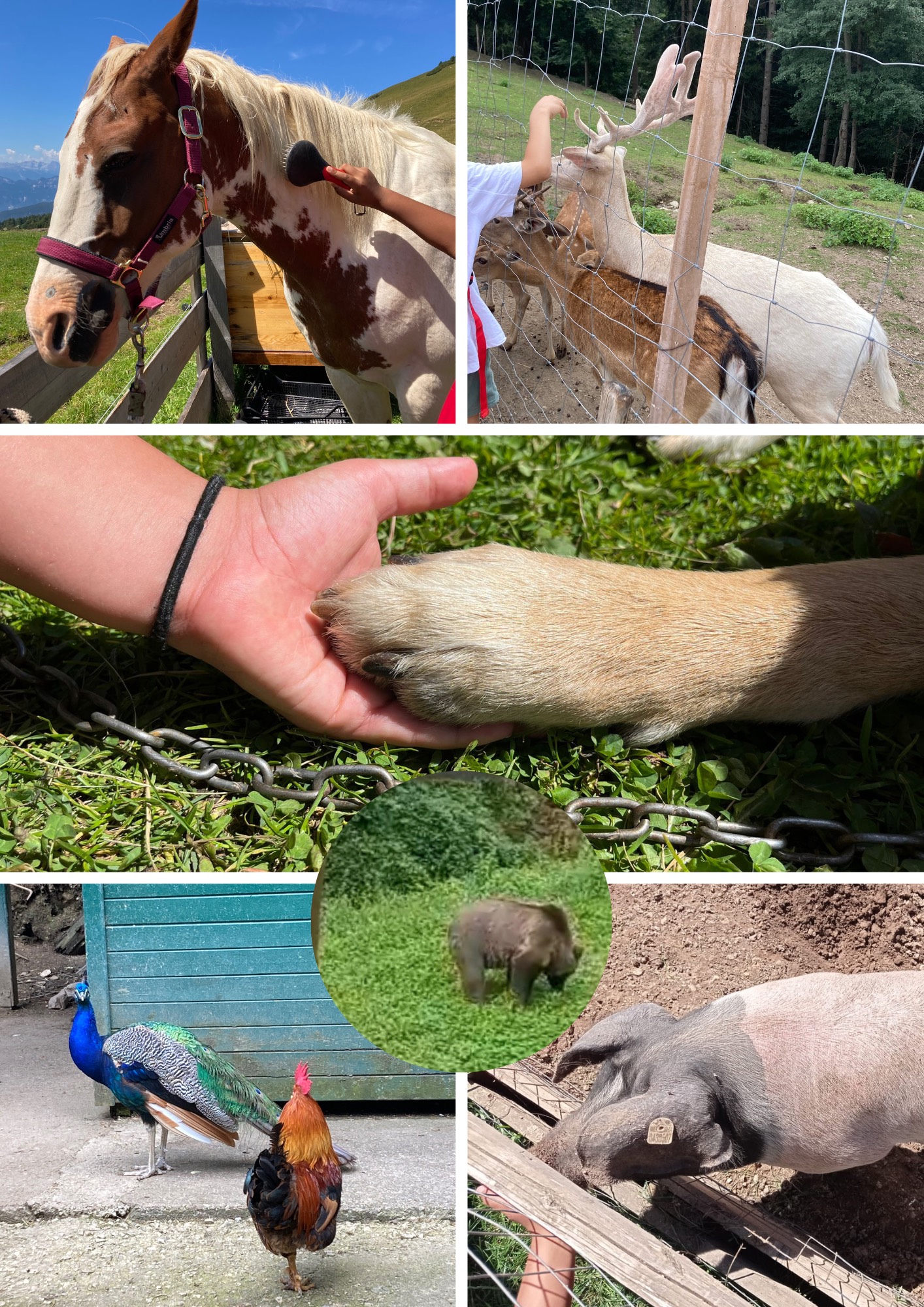 A contatto con gli animali! – Laives
